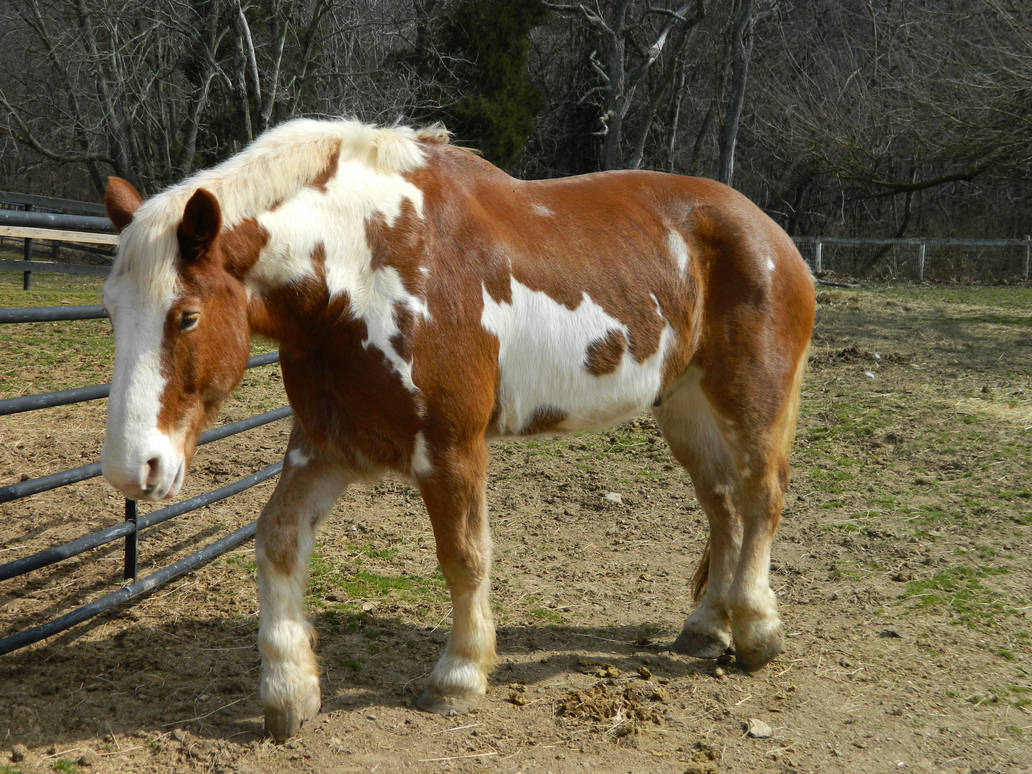 Paint Draft Horse Stock by AELockwood on DeviantArt