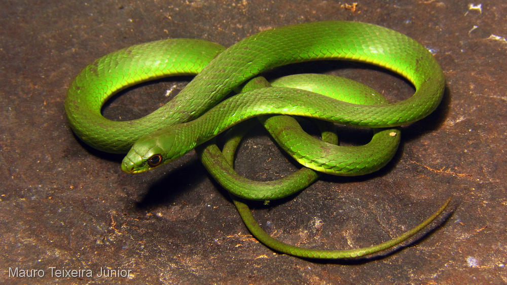 Common Green Racer by Ootfan788 on DeviantArt