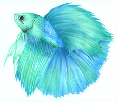 Betta Splenden II