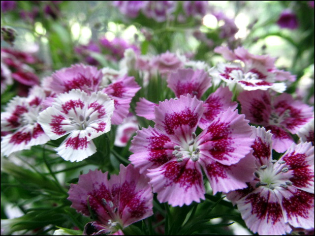 Sweet William 27