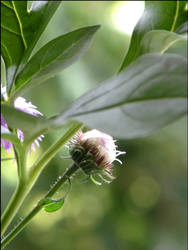 Flower in June 4