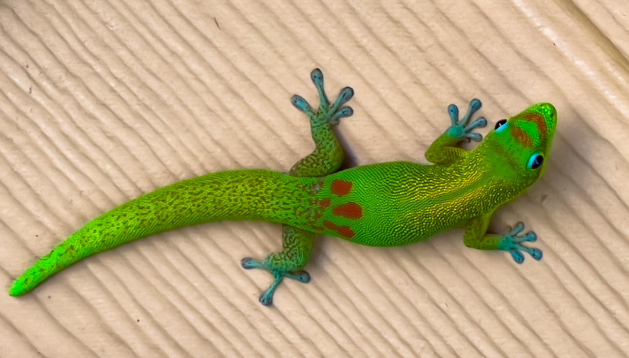 Gecko Deviantart Gold dust day gecko by tmacky on DeviantArt
