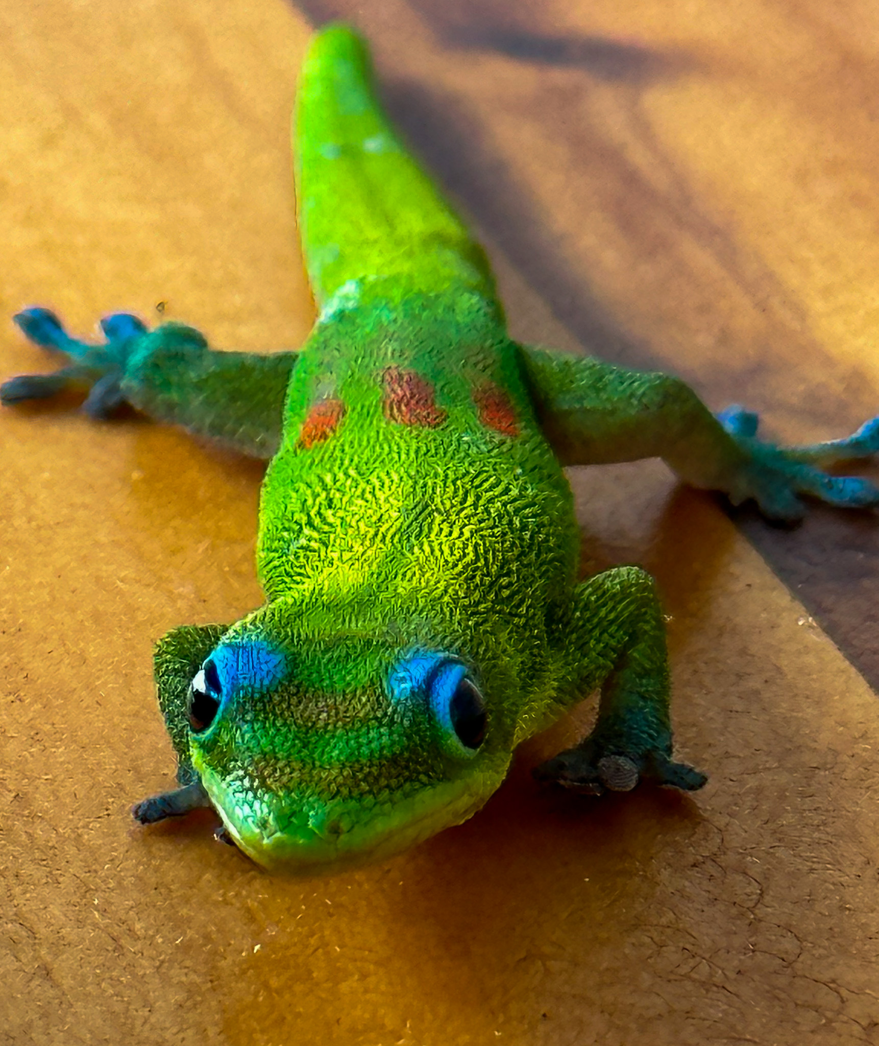 Gecko Deviantart Gold dust day gecko by tmacky on DeviantArt