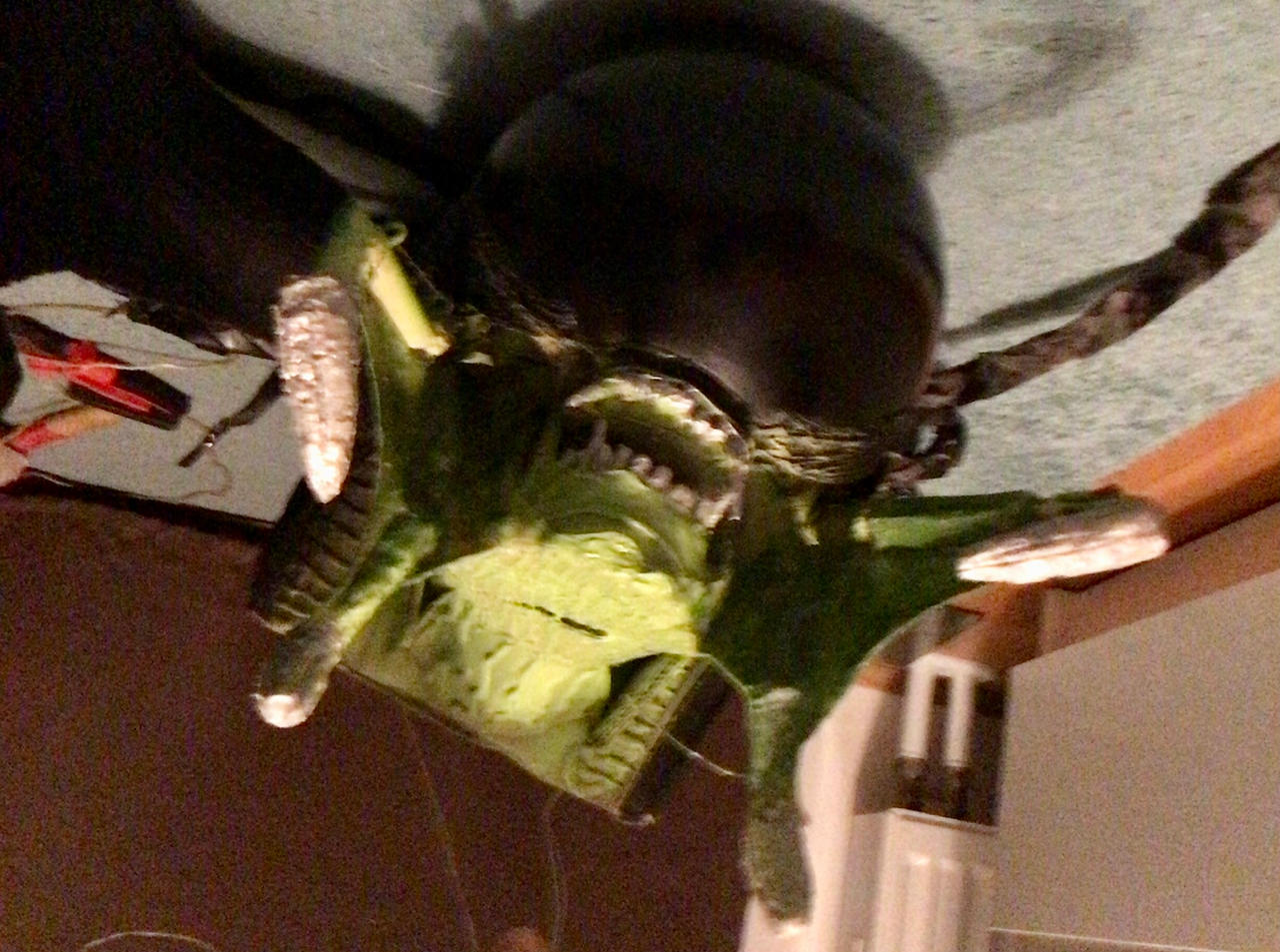 Predalien face by OxalaiaFanboy on DeviantArt