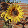 Girasoles