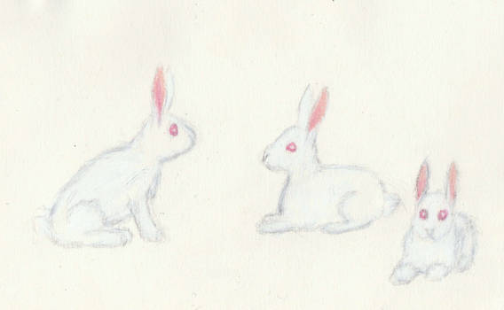 Bunnies