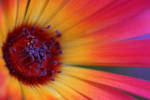 Pink Fire II by AutumnPhyre