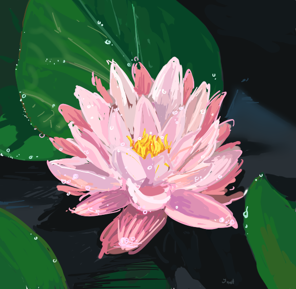 Water lily study