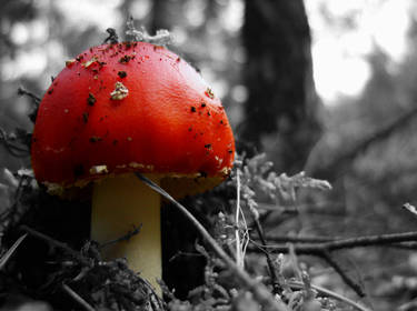 Solitary Toadstool