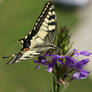 Papilio machaon I