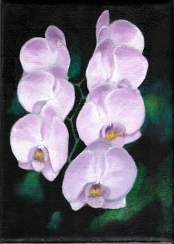 Orchids - My 1st Oil Painting