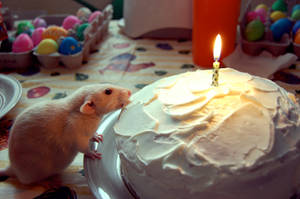 Gizmo's Birthday