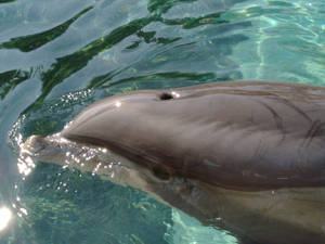 Dolphin at Dolphin Cove