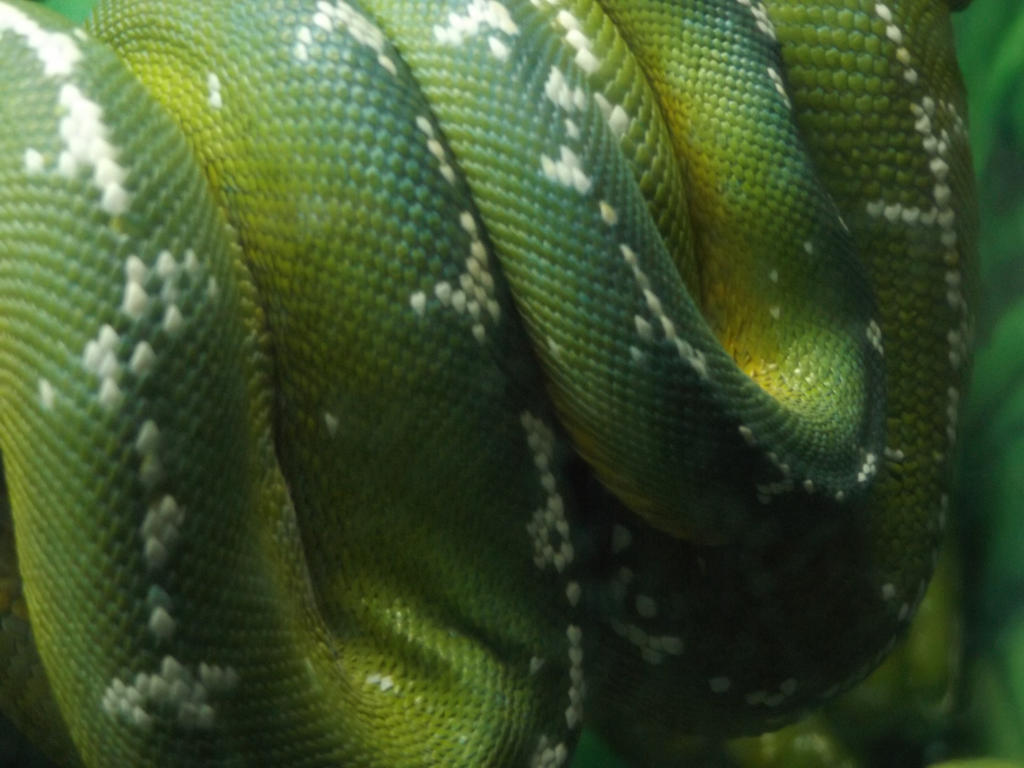 Snake Rope by ChipViking on DeviantArt