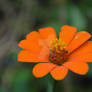 Orange Flower