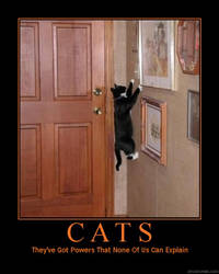 motivational picture 31 cat