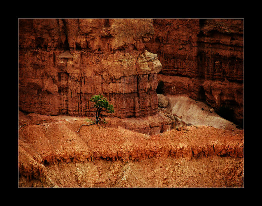 Lonely Tree