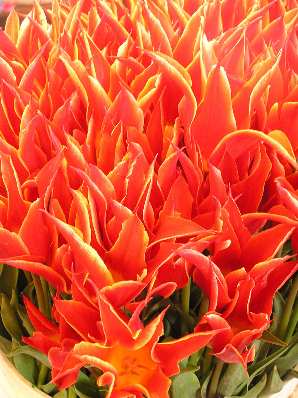 Flaming Tulips