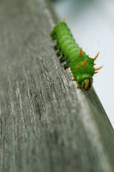 Ugly caterpillar