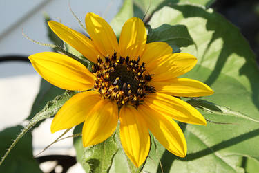 The First Sunflower to Bloom