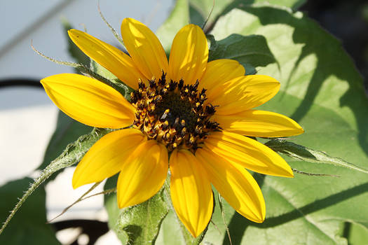 The First Sunflower to Bloom