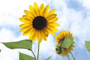 Field of Sunflowers