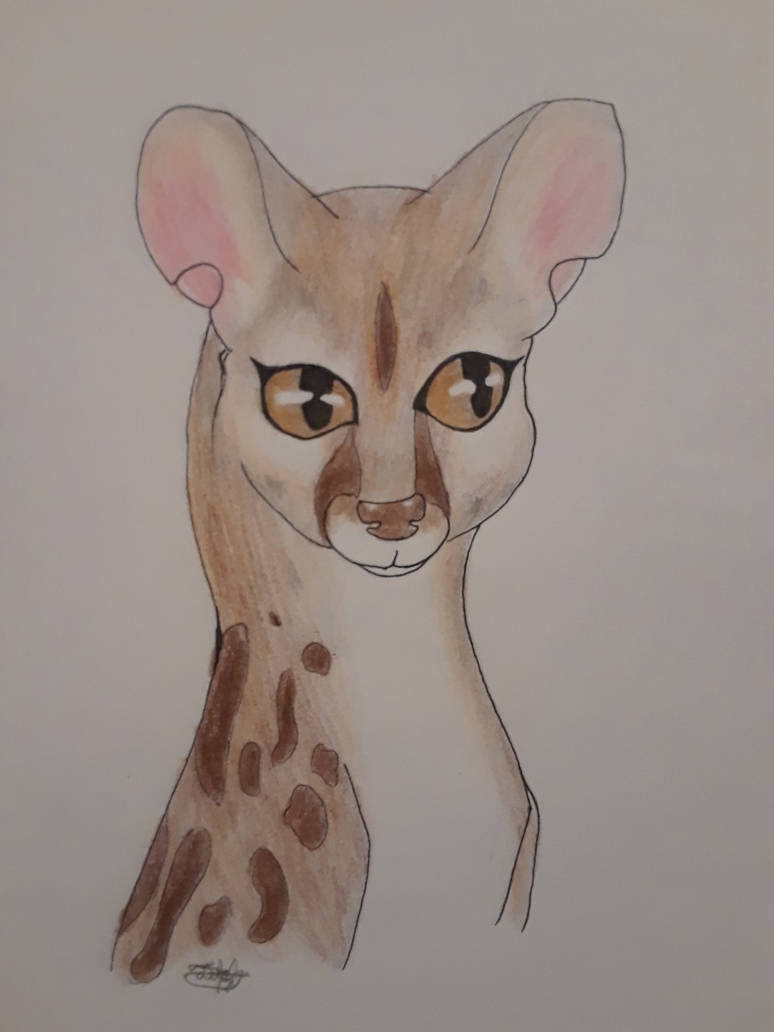 Genet Drawing by Acrylict on DeviantArt