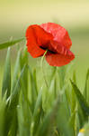 shy poppy by fuchsphoto