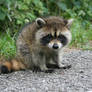 Curious raccoon baby.