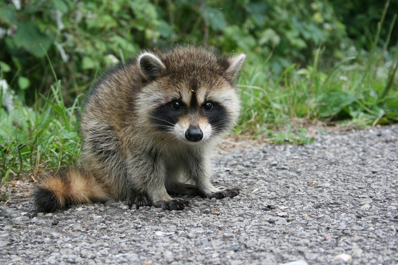 Curious raccoon baby.