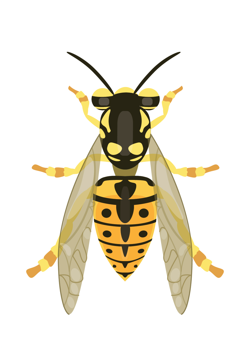 Day 18: European wasp