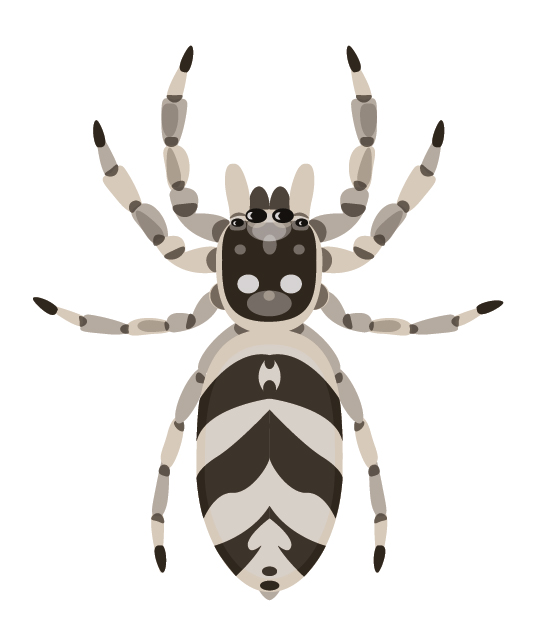 Day 45: Zebra spider