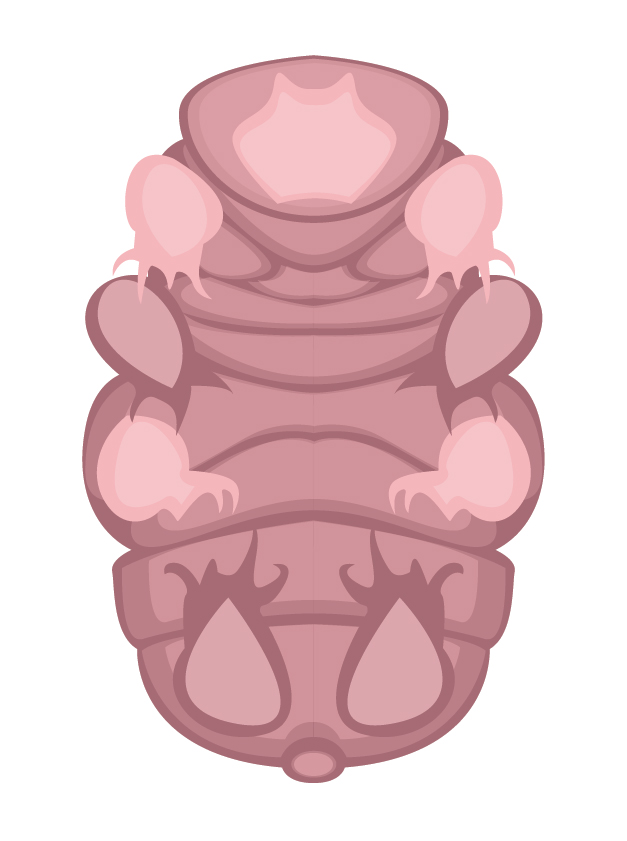 Day 55: Tardigrade