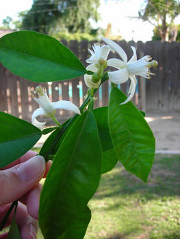 orange blossom