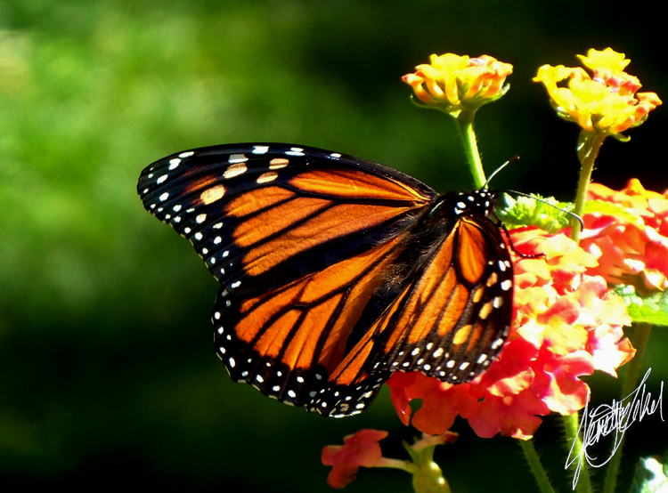 A Black White Orange September