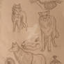 Wolf Anatomy Sketches