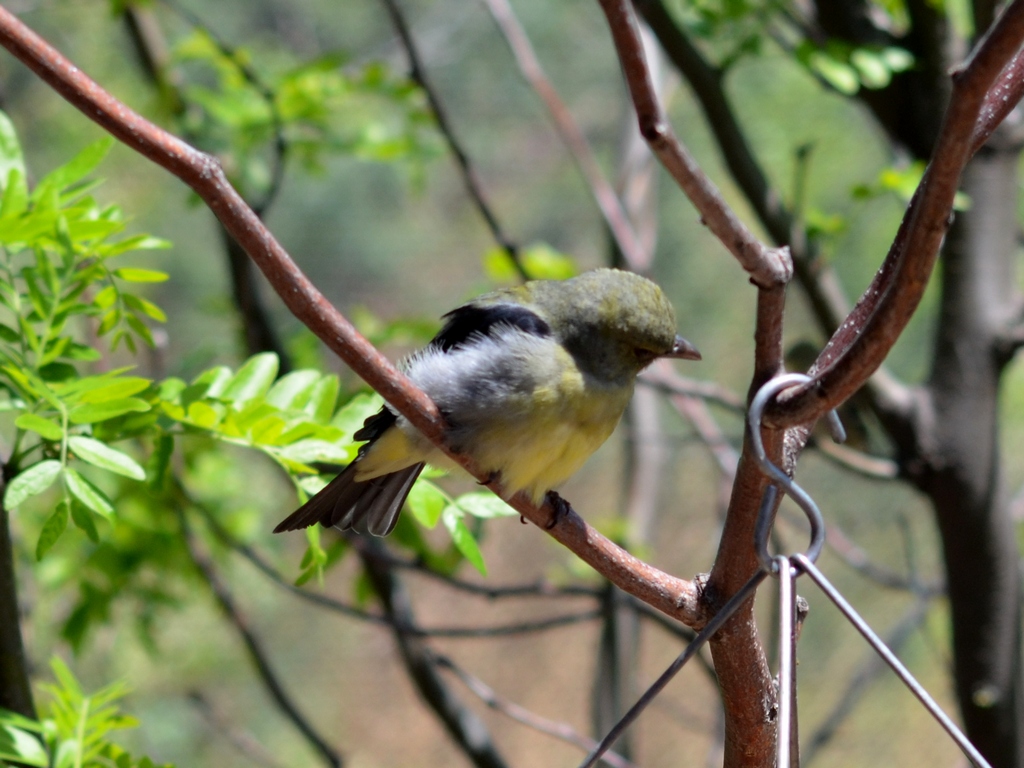 Seagreen Birdy