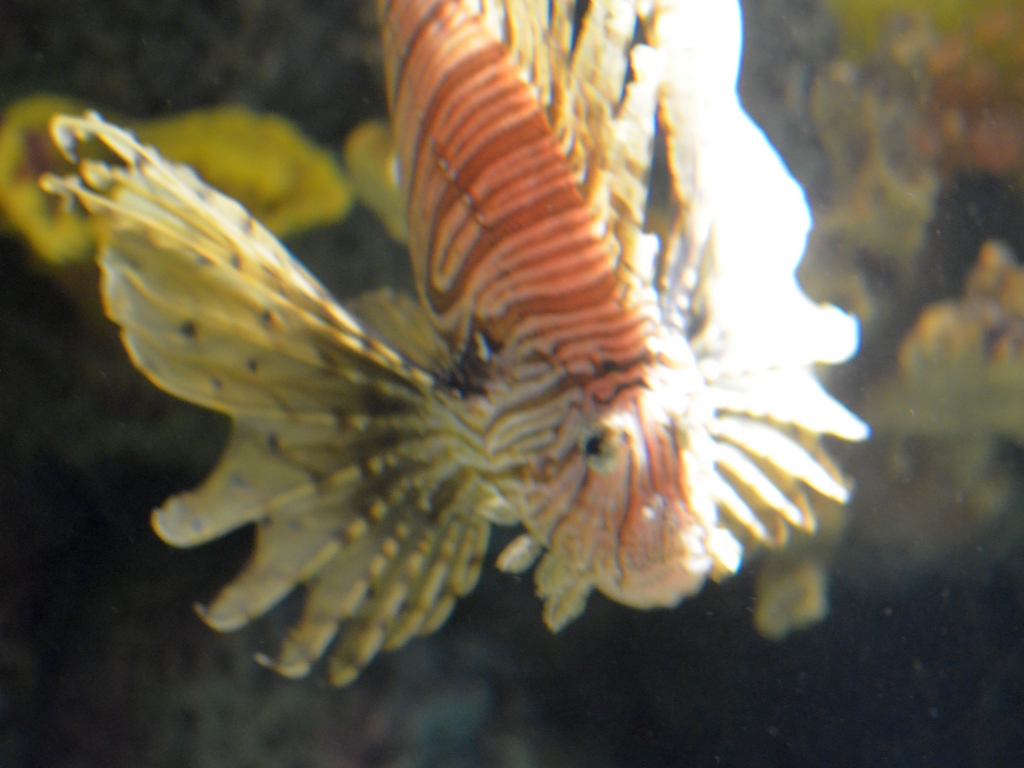 Lonely Little Lionfish