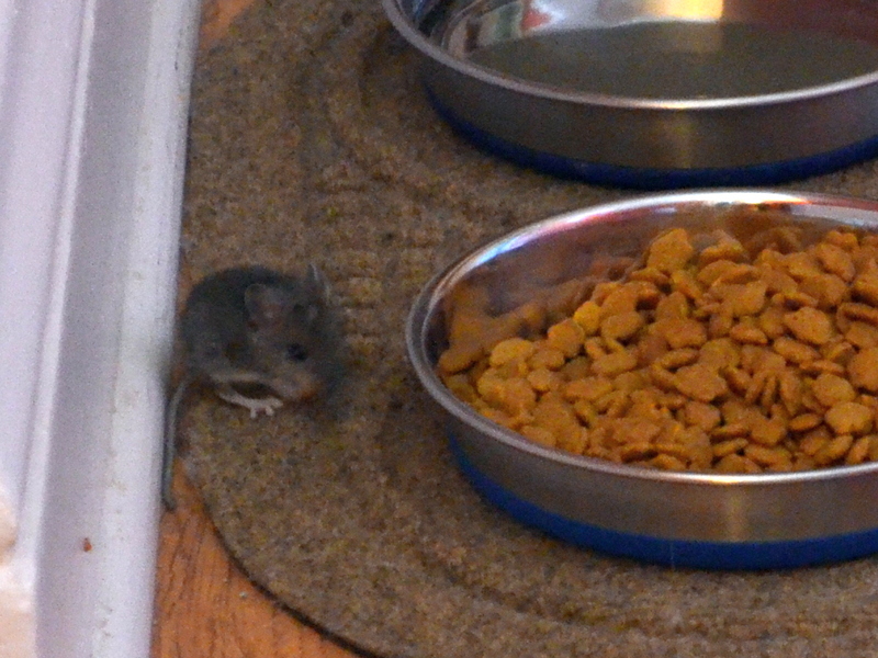 Mouse food by uguardian