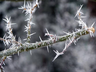 Frosty Branch