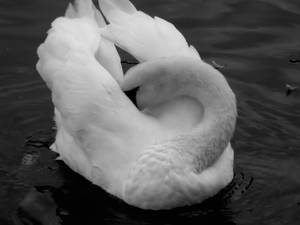 Swan cleaning her feaders ll