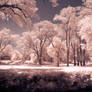 Creek side infrared