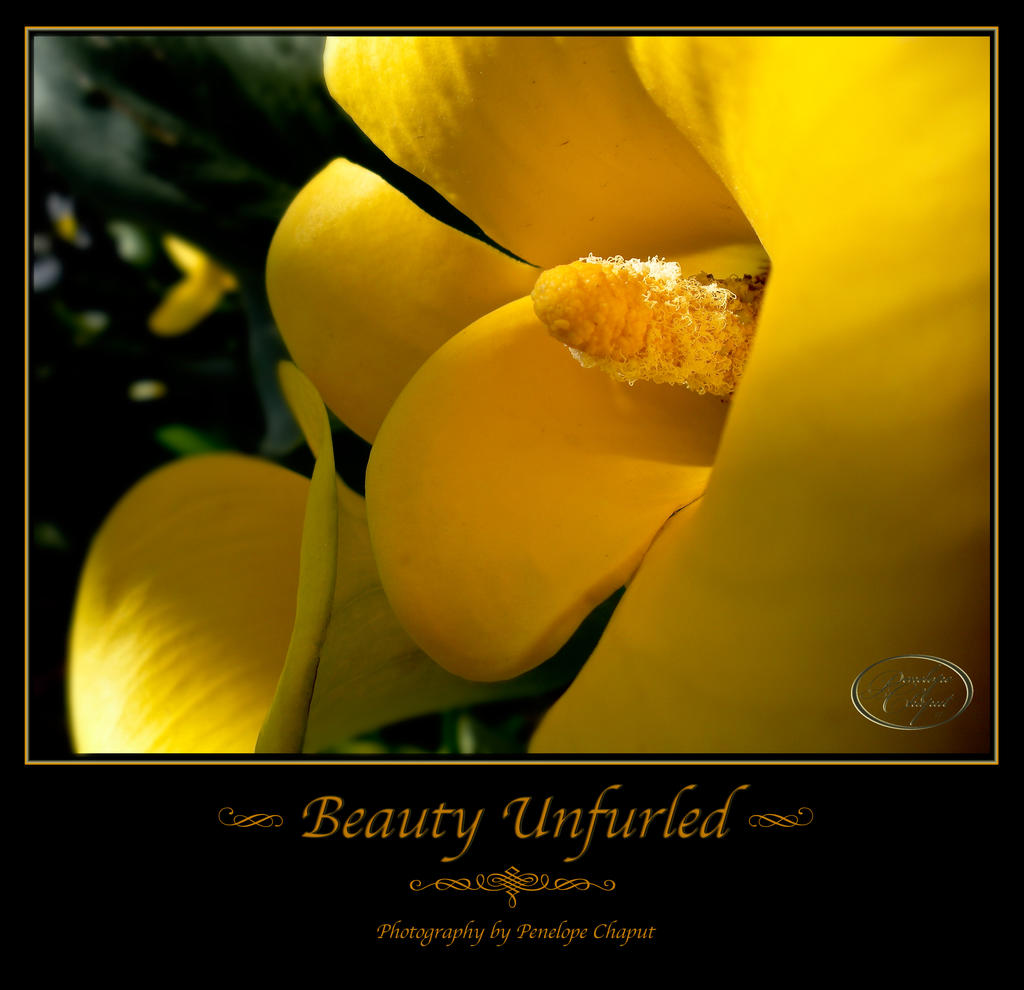 Beauty Unfurled