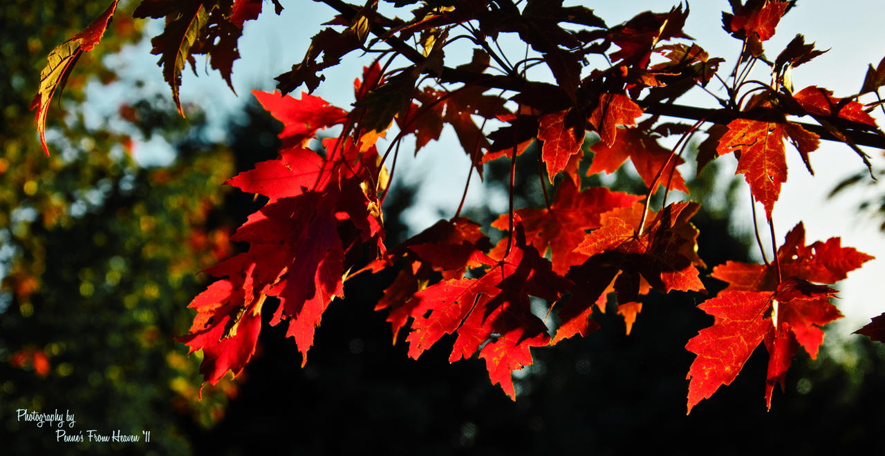 Nature Falling