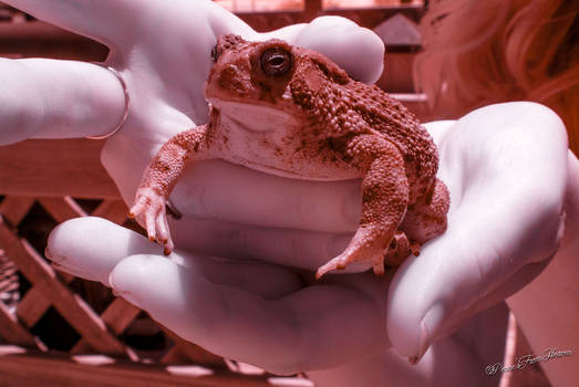 Toad In Infrared