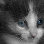 Kitten: Photo 7