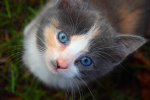 Rosemary as a Kitten