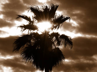 Sunset Palm