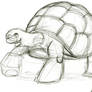 Tortoise sketch