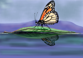 Butterfly Raft4